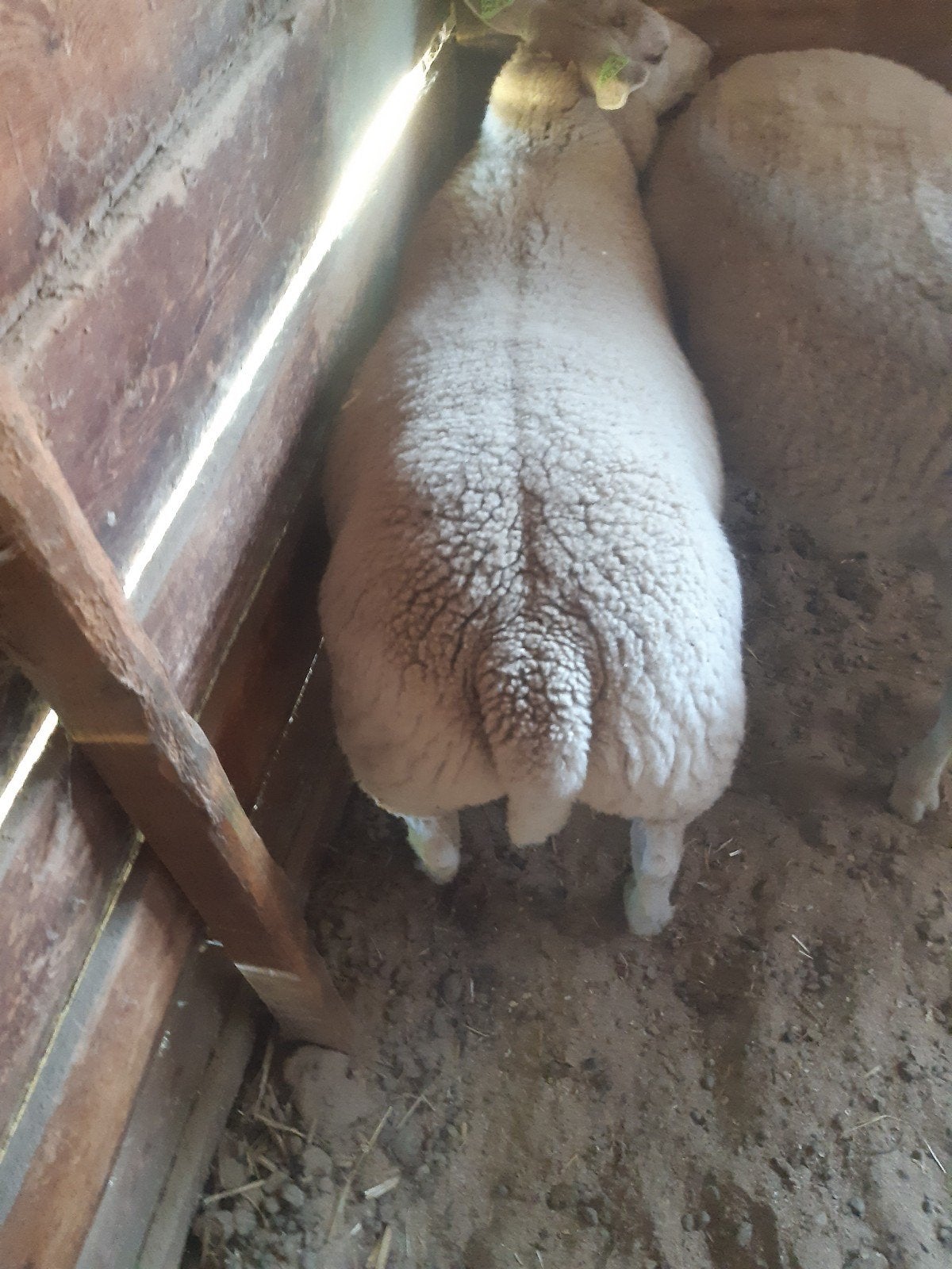 Schapen, Dieren en Toebehoren, Overige Dieren, Februari, Mannelijk