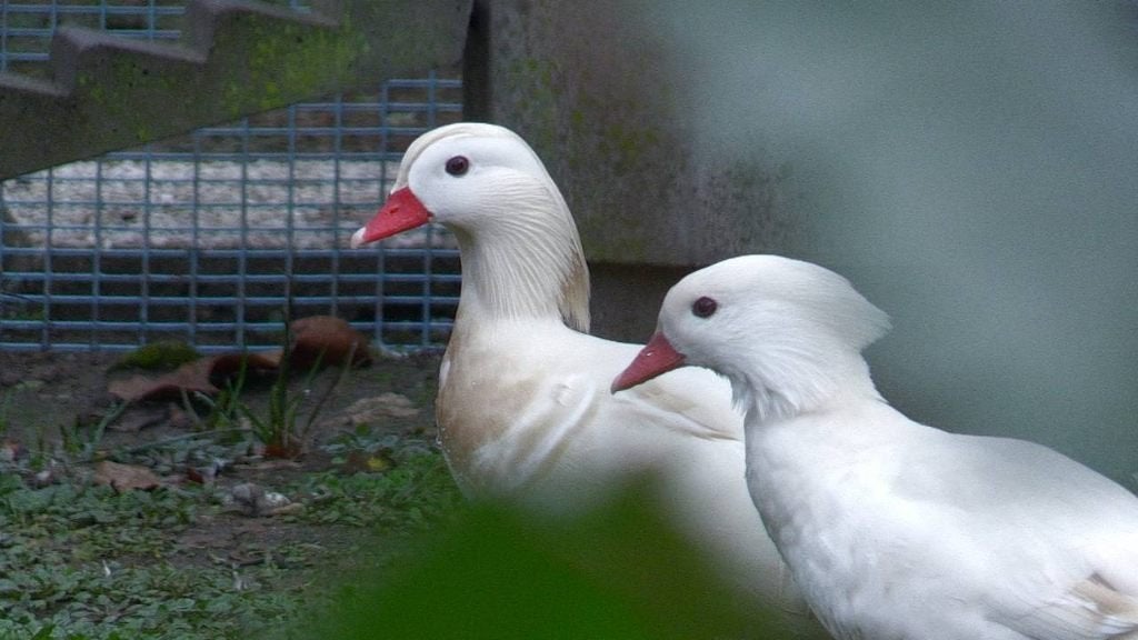 witte mandarijn eend, Plusieurs animaux, Canard