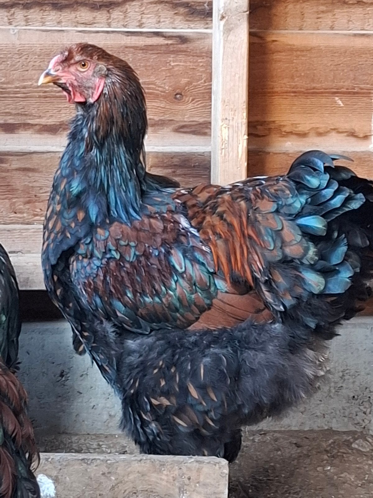 Volwassen hanen Brahma en Wyandotte groothoenders, Mâle, Poule ou poulet