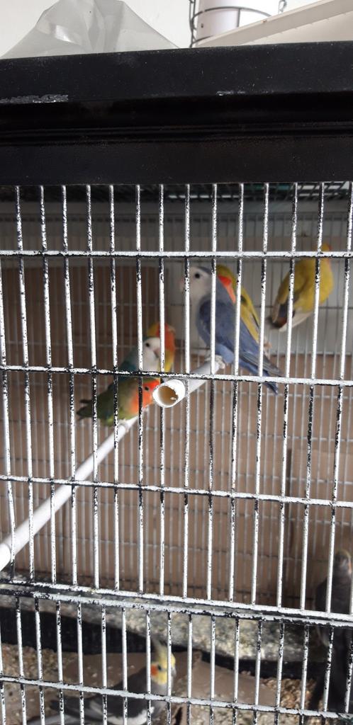 Parkiet, Dieren en Toebehoren, Vogels | Parkieten en Papegaaien
