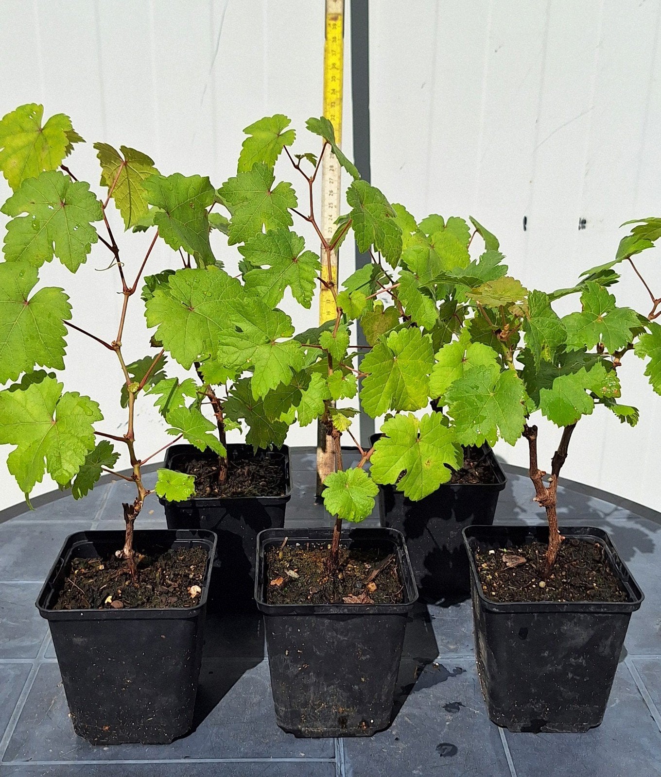 Druivelaar (witte druiven), Jardin & Terrasse, Enlèvement
