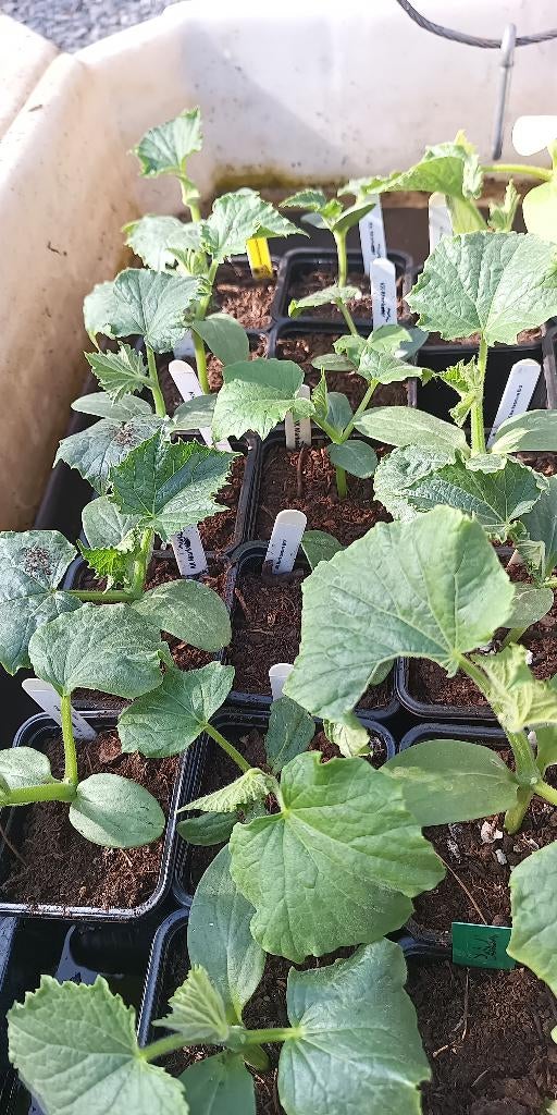 komkommerplanten Marketmore komkommer, Tuin en Terras, Ophalen