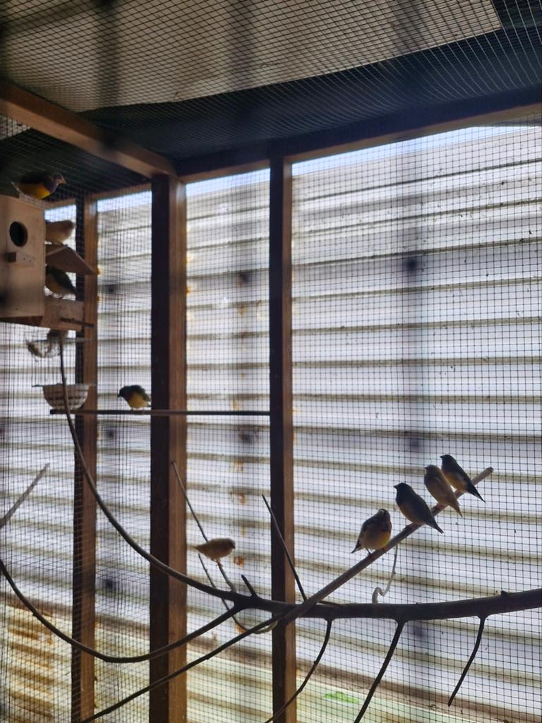 Goldamandines, Dieren en Toebehoren, Vogels | Overige Vogels