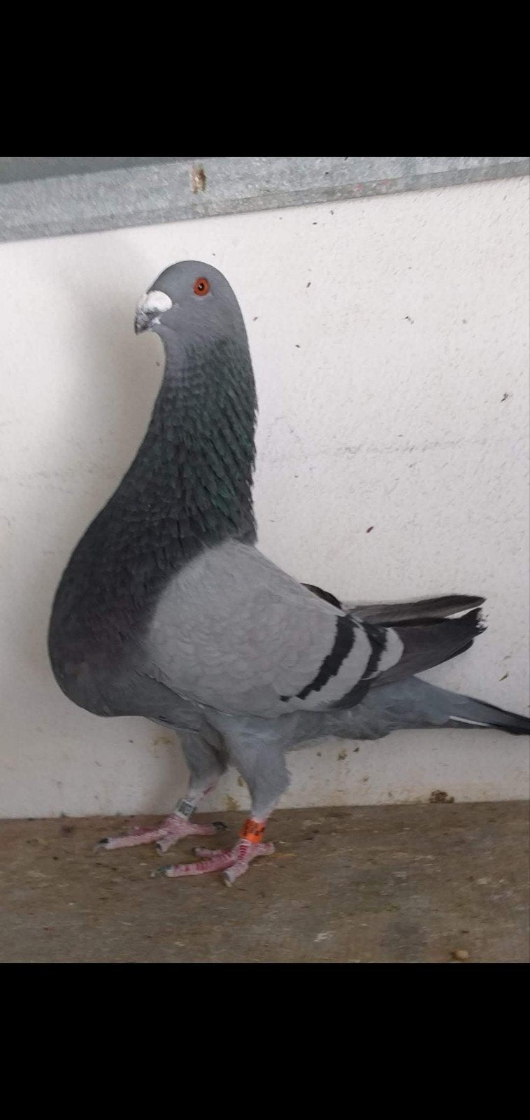 pigeons Jienneses a vendre, Dieren en Toebehoren, Vogels | Duiven