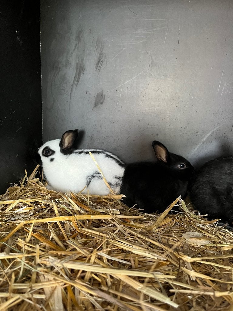 Lotharinger dwergen, Dieren en Toebehoren, Meerdere dieren, Dwerg, 0 tot 2 jaar