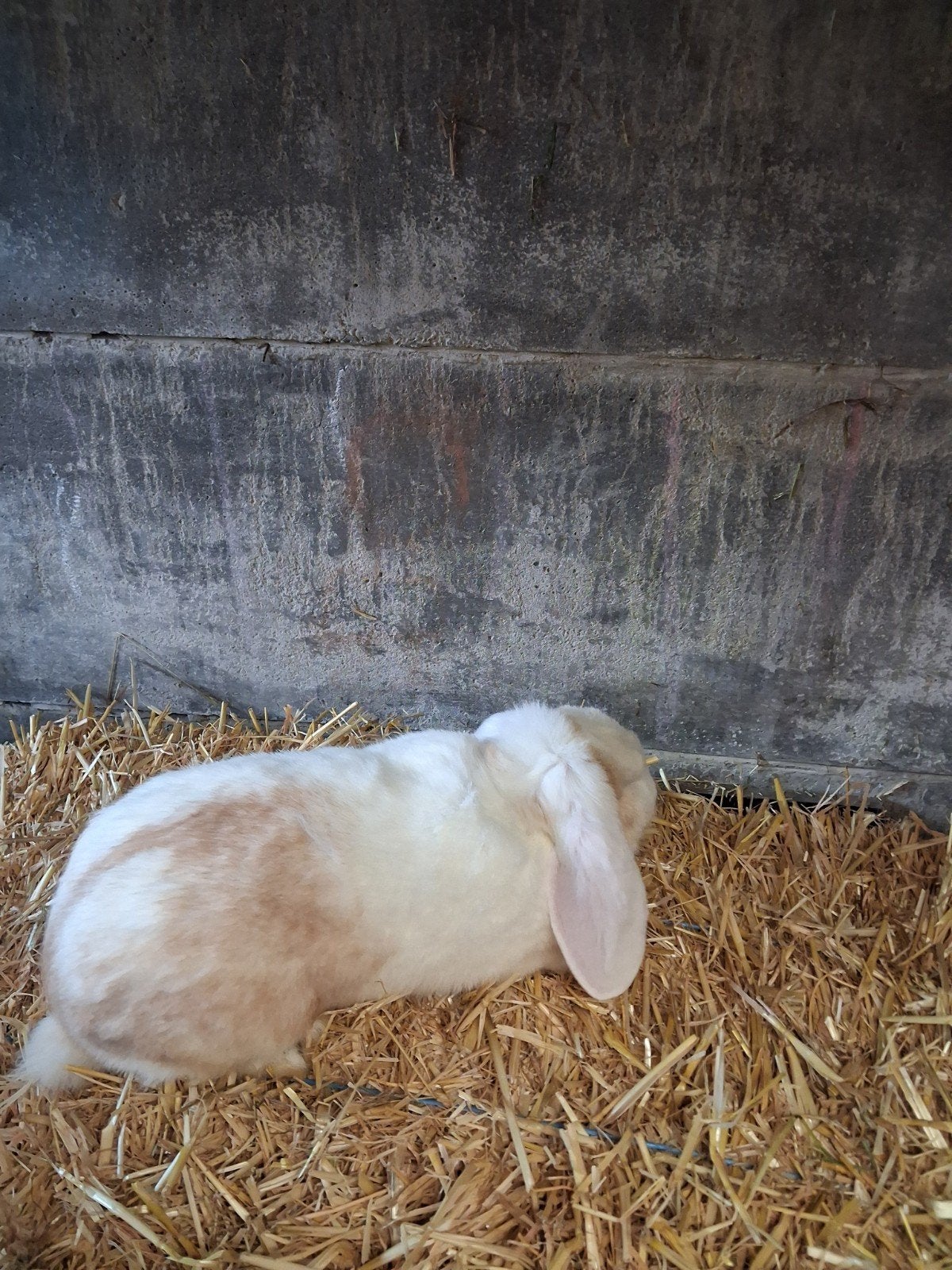 Franse hangoor voedster tien maanden 25 €,, Dieren en Toebehoren, Konijnen, Hangoor