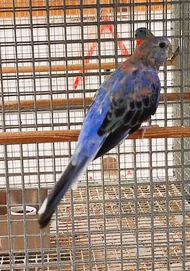 Ik zoek koppel blauwe boerjes parkiet, Parkiet