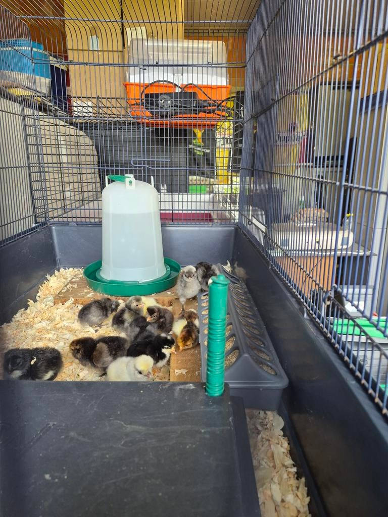 Kuikentjes, Dieren en Toebehoren, Ophalen