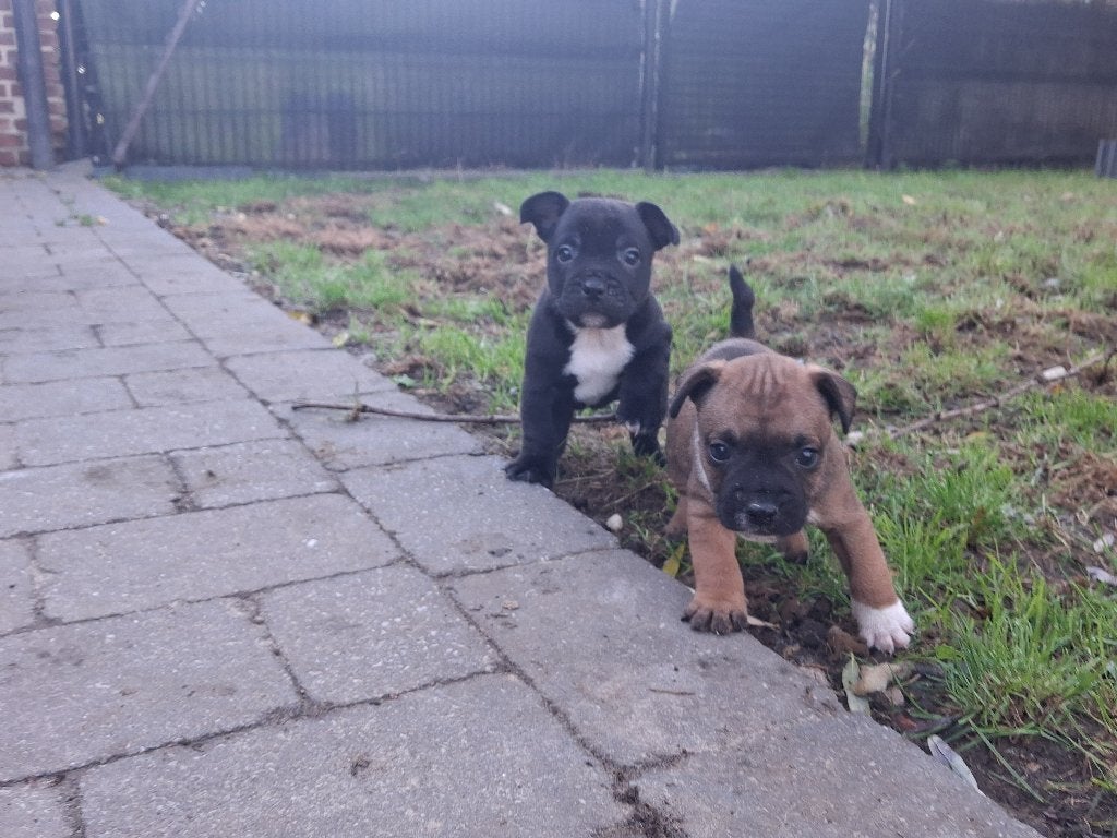 bulldog mix, Dieren en Toebehoren, België, Particulier, Reu, 8 tot 15 weken