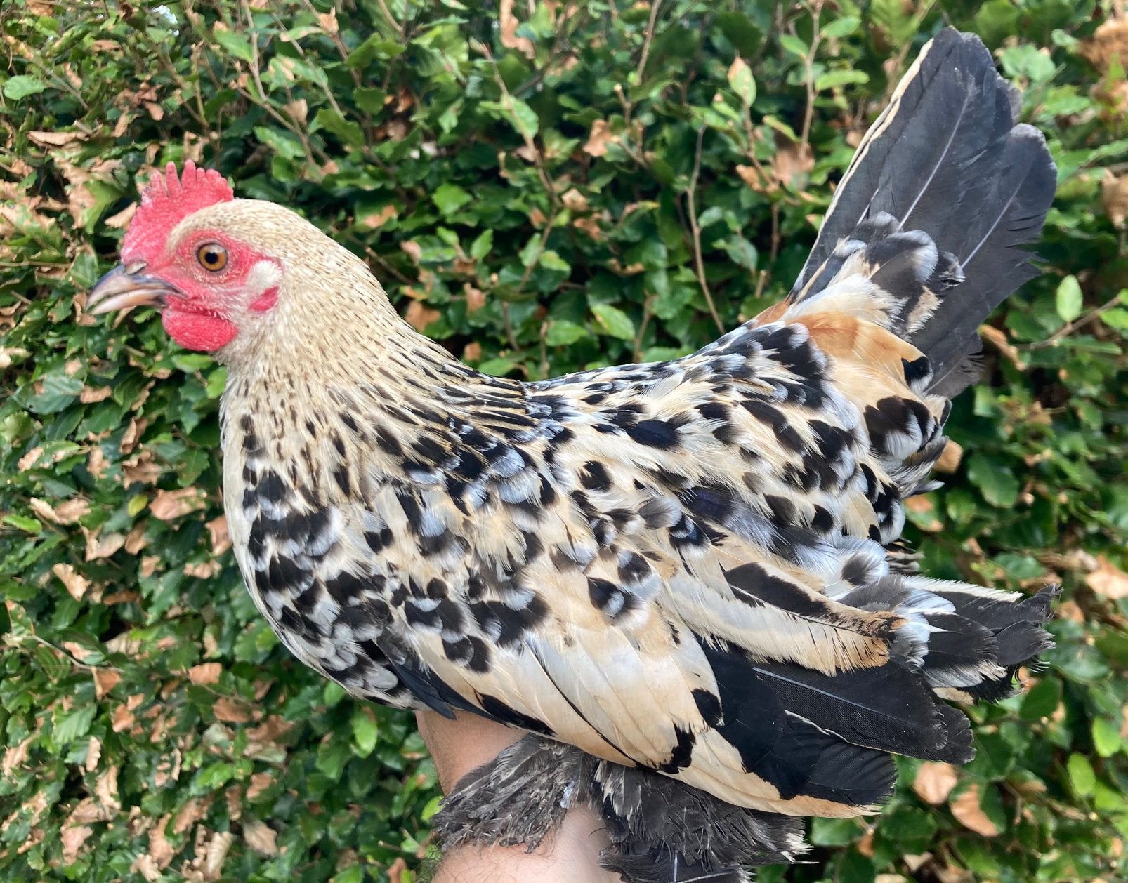 Nederlandse sabelpootkriel