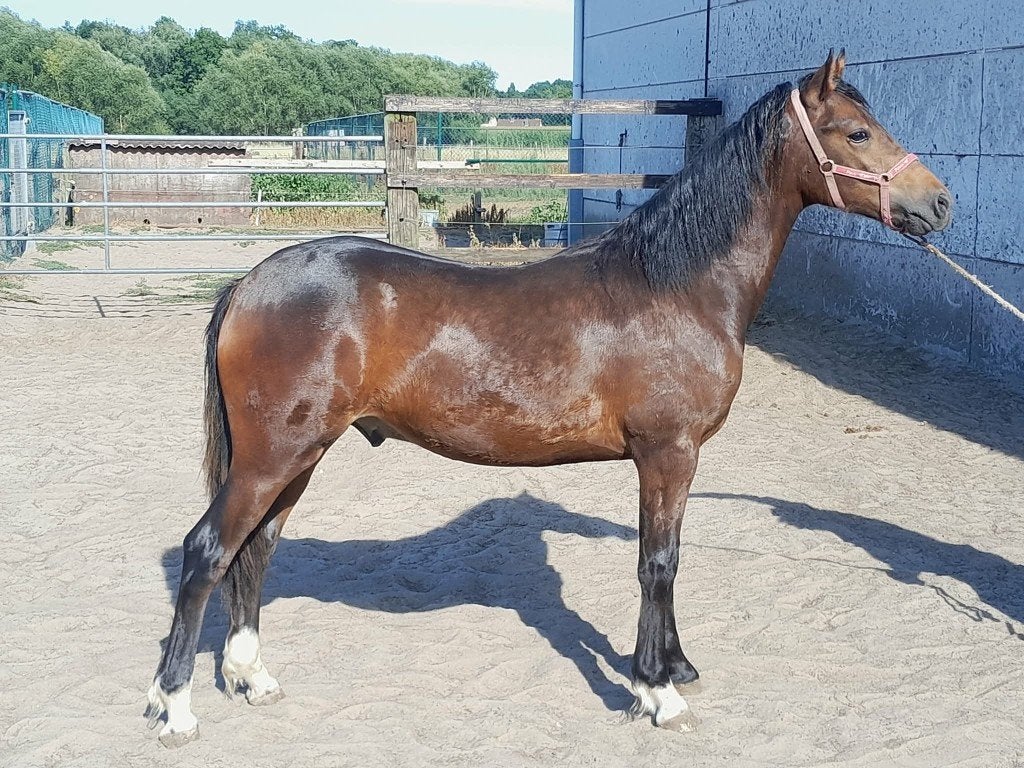 Best bewegende mooie welsh partbred jaarling hengst., Dieren en Toebehoren, Pony's, Met stamboom, Dressuurpony, 0 tot 2 jaar, Hengst