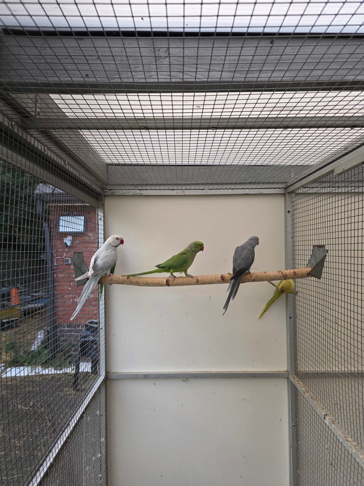 halsbandparkieten, Dieren en Toebehoren