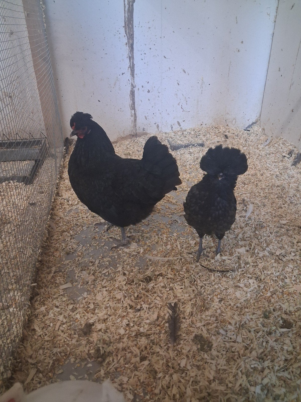 krielhen met padua kuiken, Dieren en Toebehoren
