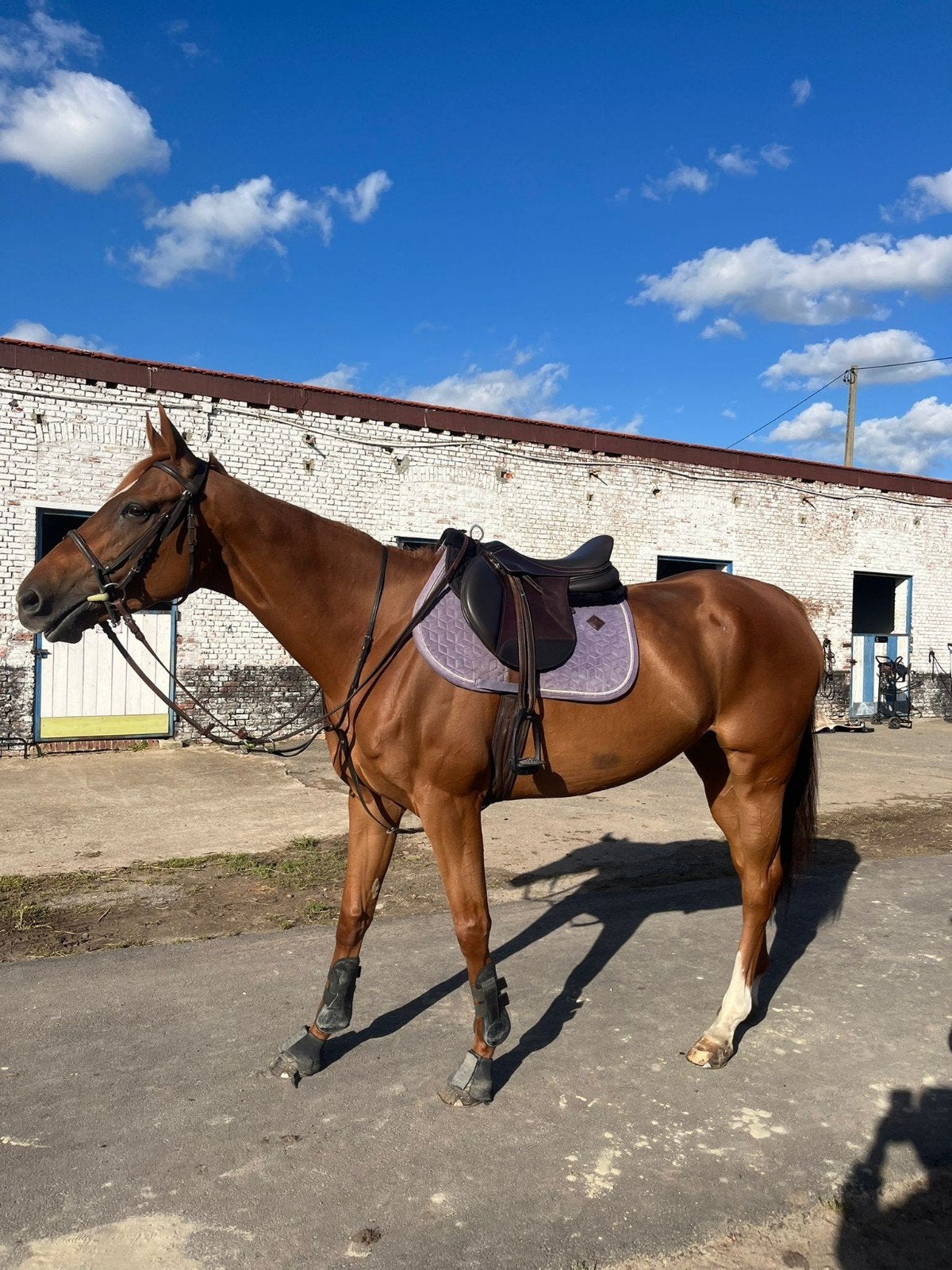 jument, Jument, Cheval de dressage, 3 à 6 ans