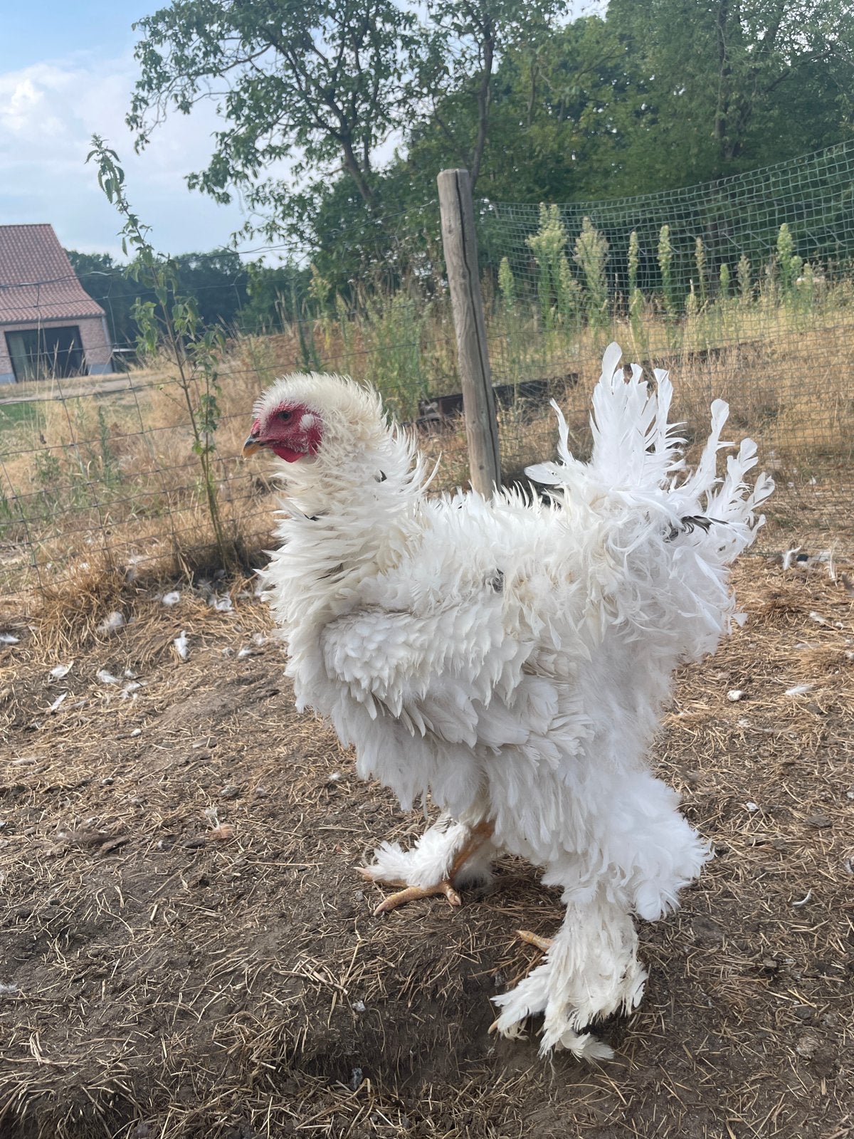 Brahma krulveer, Dieren en Toebehoren, Pluimvee, Vrouwelijk, Kip