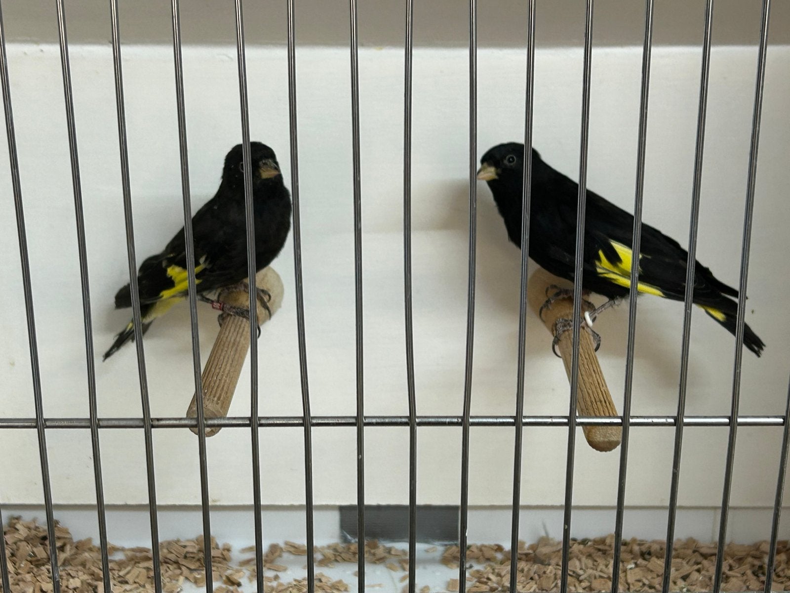 Zwarte sijzen, Dieren en Toebehoren