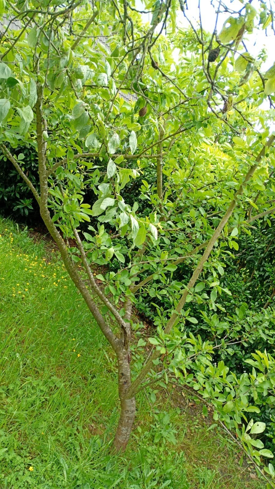 Pruimenboom-uit te doen. Alles lezen aub!, Tuin en Terras, Ophalen