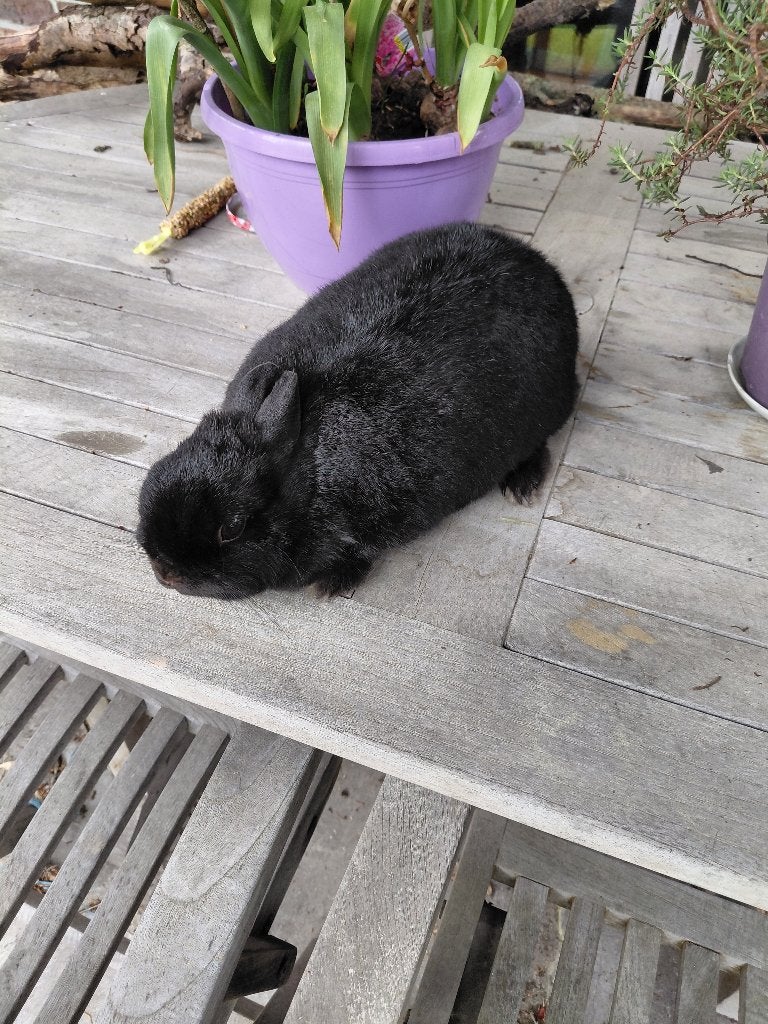 Zwart vrouwelijk volwassen kleurdwergje heel tam  heel lief, Dieren en Toebehoren, Konijnen, Vrouwelijk, Klein, 0 tot 2 jaar