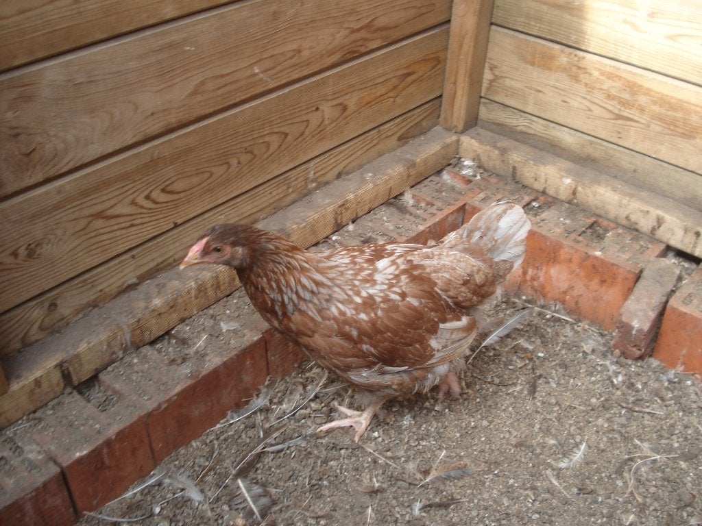 hen kruising (wyandotte - marans), Animaux & Accessoires, Femelle, Poule ou poulet