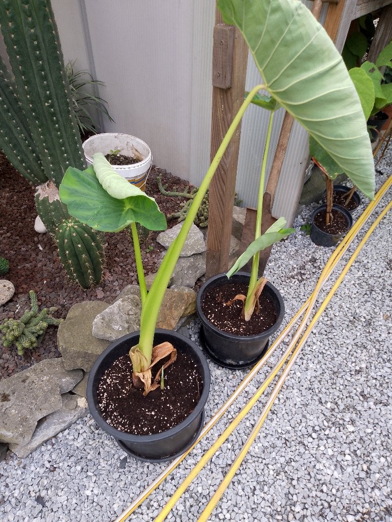 colocasia jack giant, Ophalen