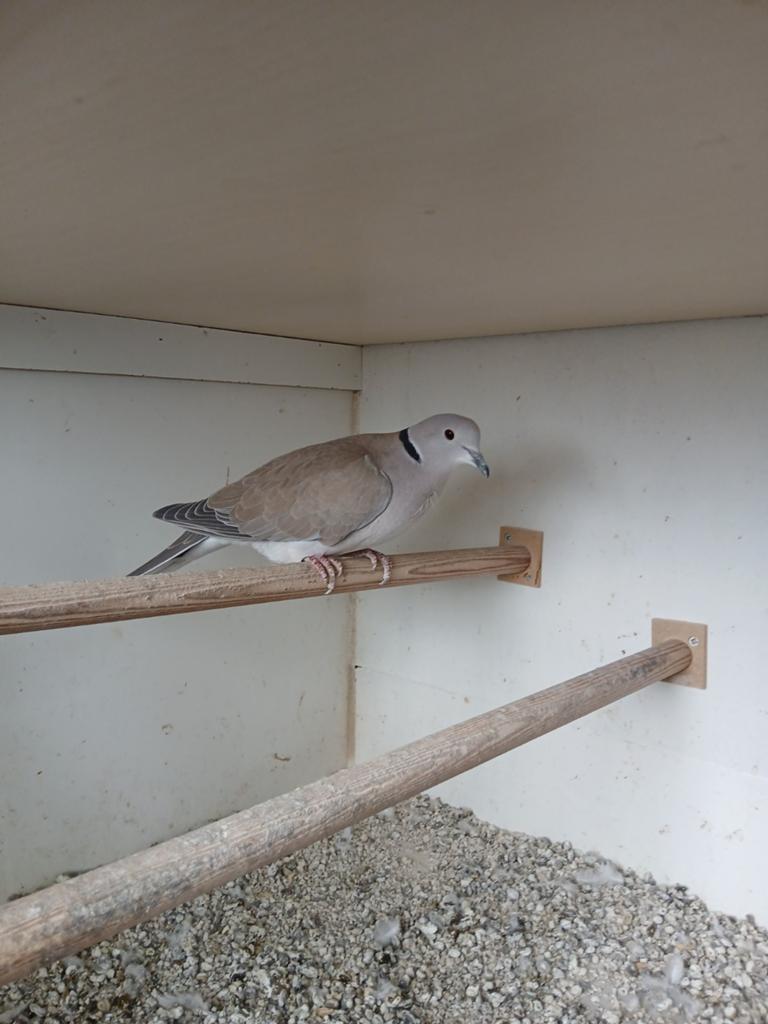 Lachduiven TT kwaliteit, Plusieurs animaux, Tourterelle