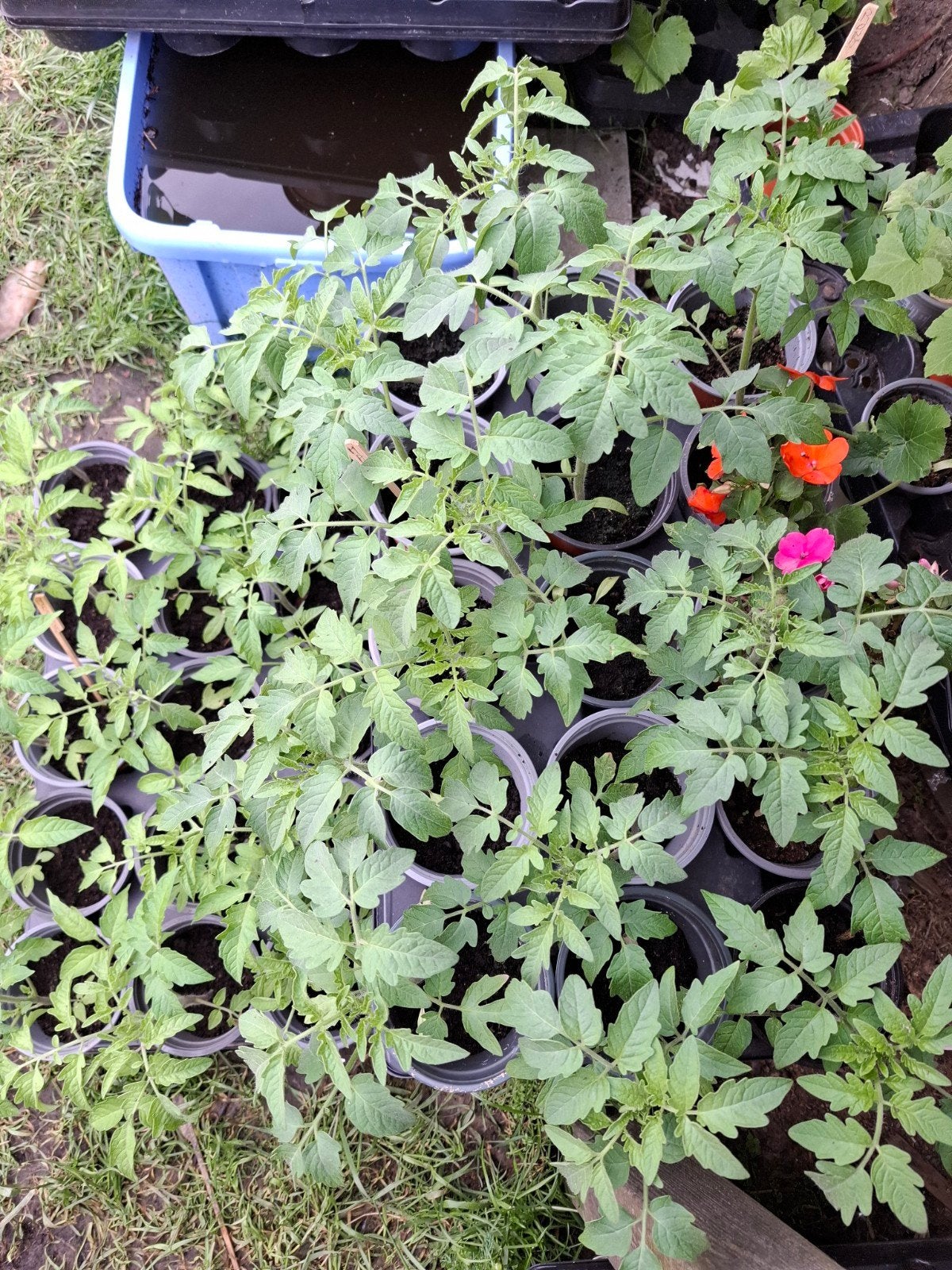Plants de légumes sans pesticides 1€/plant, Tuin en Terras, Ophalen