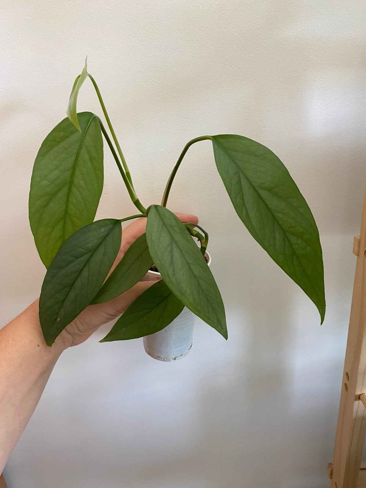 Epipremnum cebu blue, Huis en Inrichting, Kamerplanten, Ophalen of Verzenden