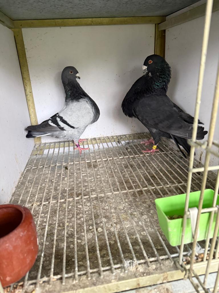 Les pigeons 1