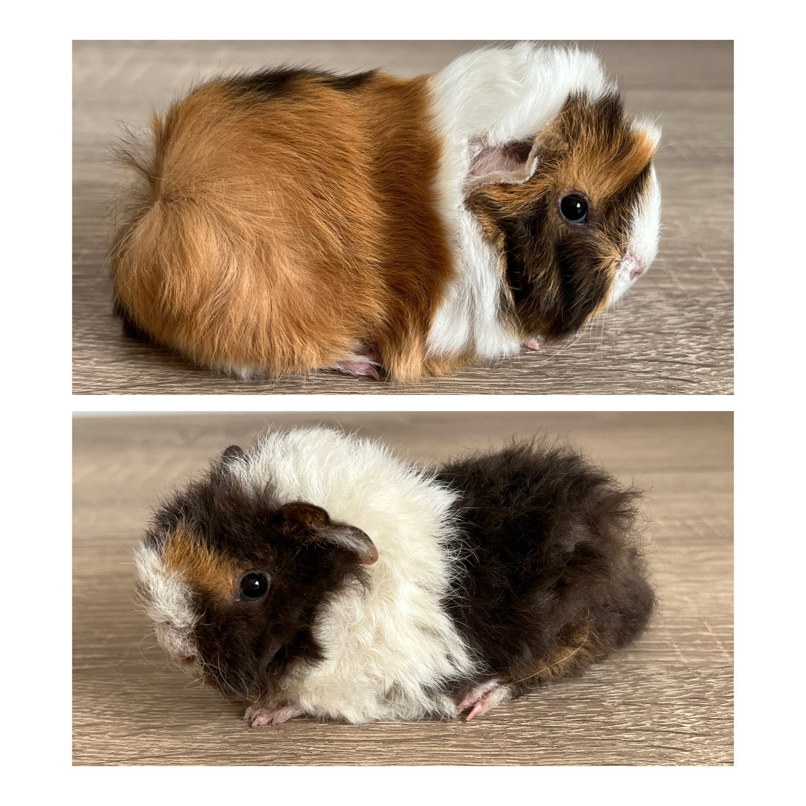 Twee lieve en mooie peruvian en alpaca baby cavia broertjes, Animaux & Accessoires, Rongeurs, Mâle, Domestique, Cobaye, Juillet