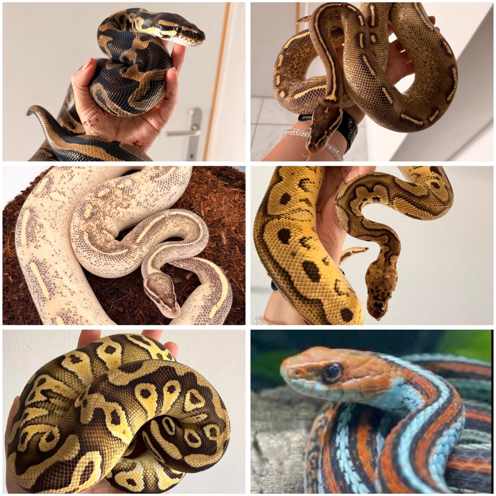 Mooie collectie Python Regius – meerdere volwassenen dieren!, Dieren en Toebehoren, Slang