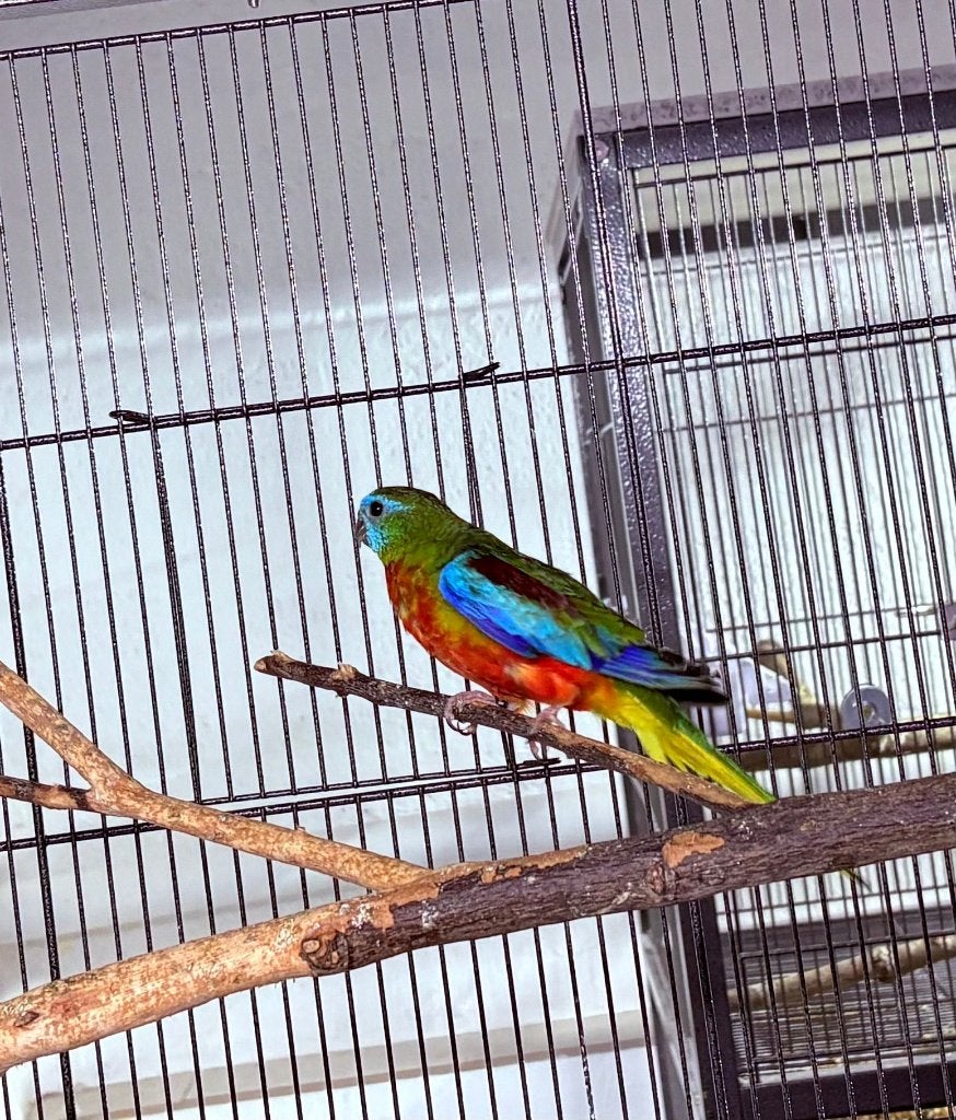 Couple perruche turquoisine, Plusieurs animaux, Perruche, Bagué