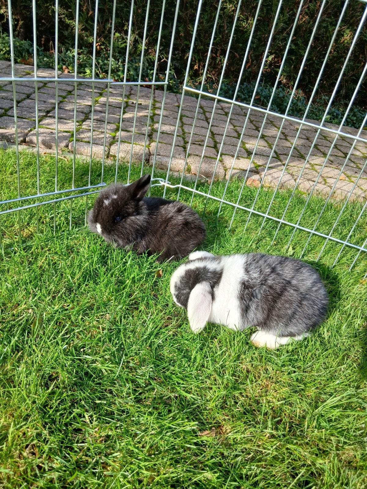 2 jonge hangoorkonijntjes zoeken nieuwe thuis, Dieren en Toebehoren, Meerdere dieren, Middelgroot, Hangoor, 0 tot 2 jaar