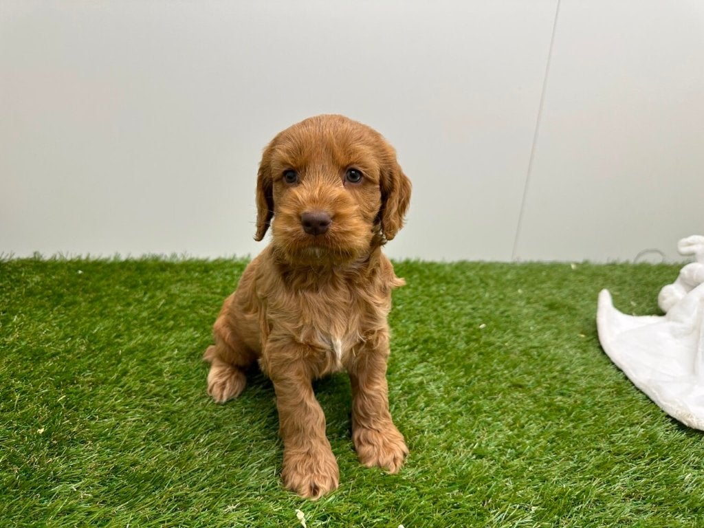 Nestje Cockapoo pups 1, Parvo, België, 8 tot 15 weken, Meerdere