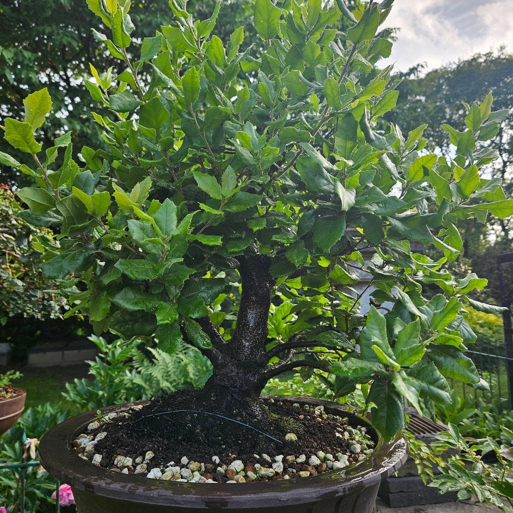 Bonsai Quercus ilex, Tuin en Terras, Ophalen