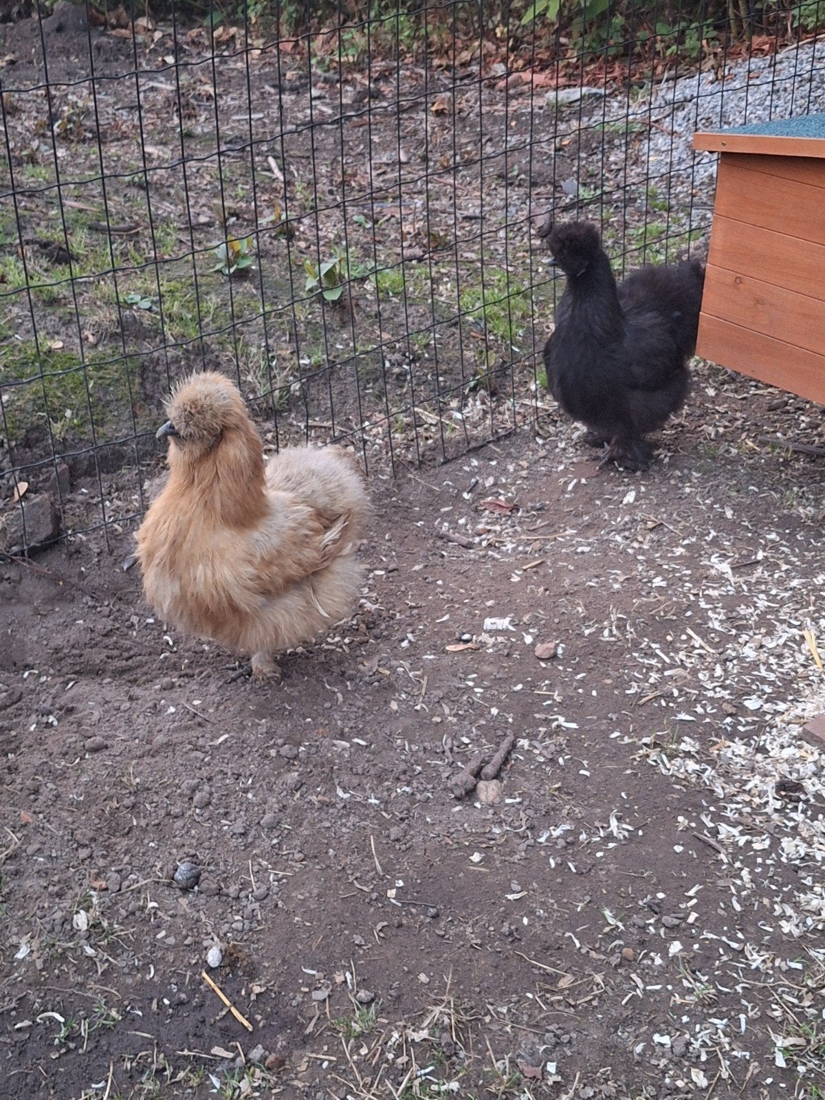 2 zijdehoenders van 10 maanden, Dieren en Toebehoren, Pluimvee, Vrouwelijk, Kip