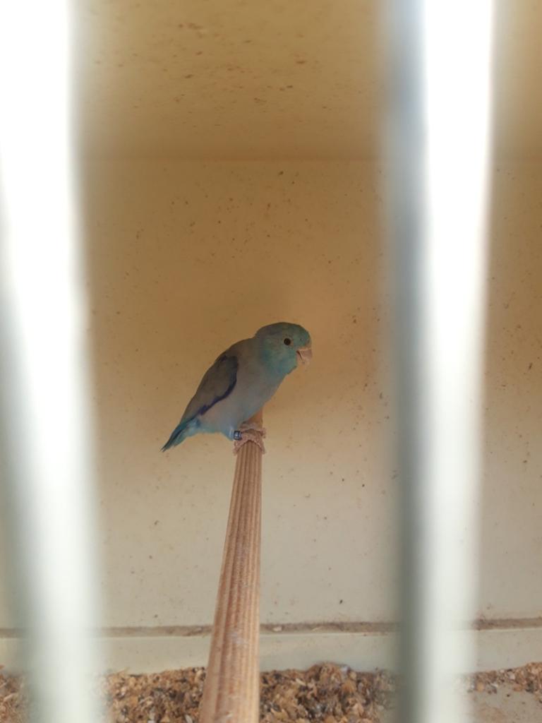 Forpussen beau couple 2022 2018, Animaux & Accessoires, Bagué