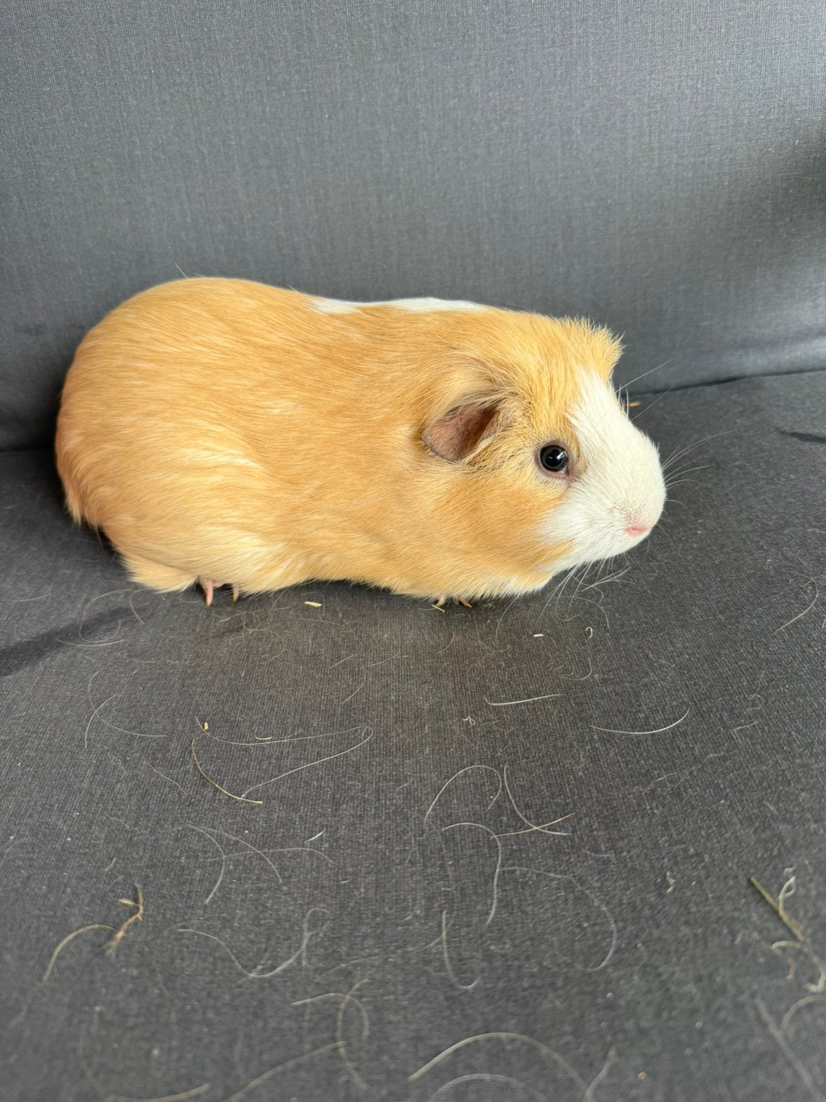 Zeugje, Dieren en Toebehoren, Vrouwelijk, Tam, Maart, Cavia