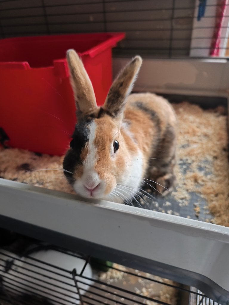 Konijn, Mâle, Nain, 0 à 2 ans