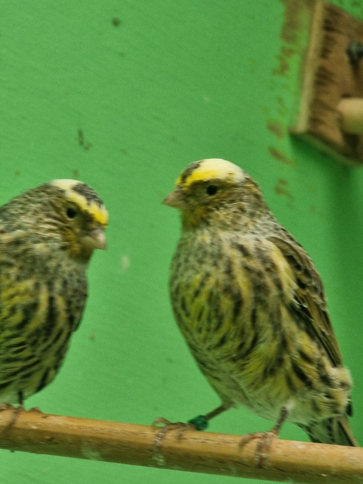 Lizards 2026., Dieren en Toebehoren, Meerdere dieren