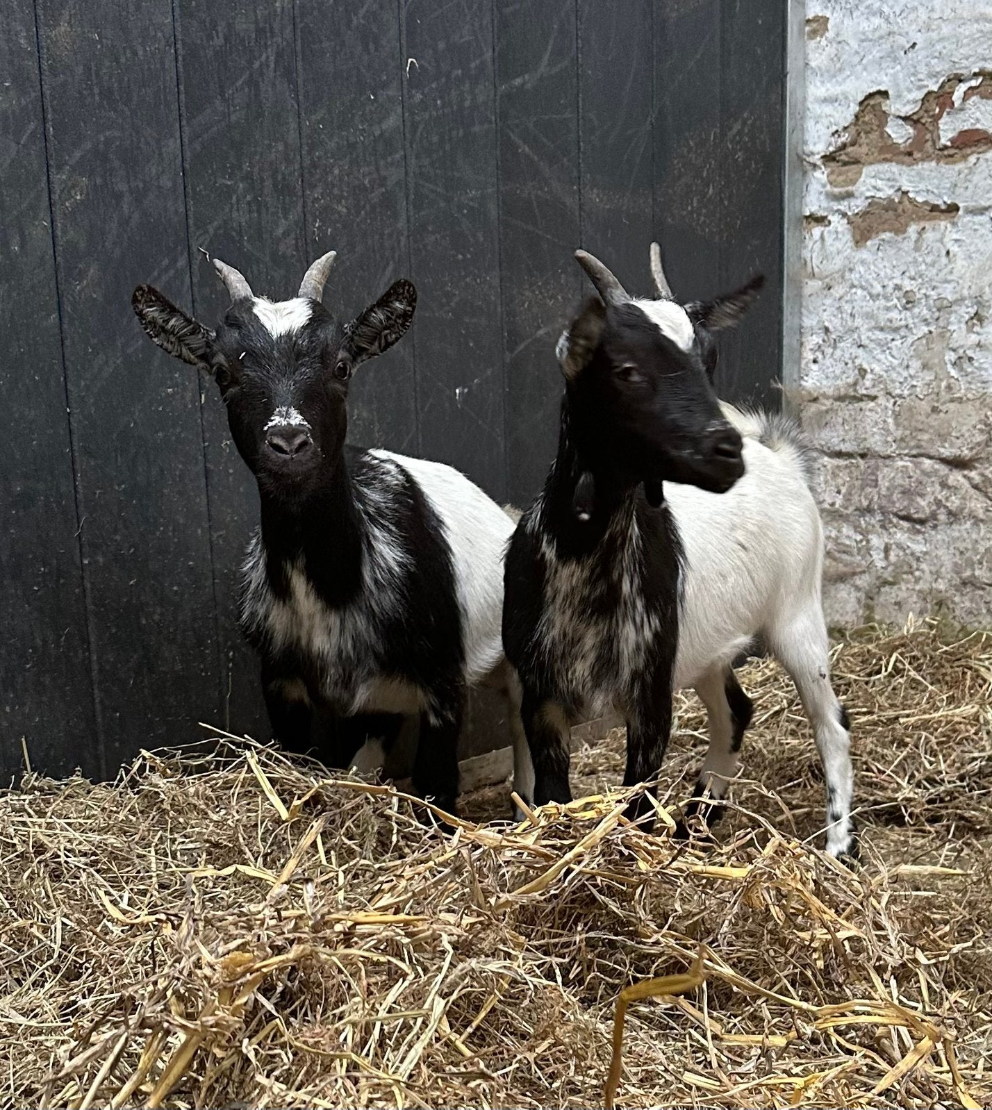 2 vrouwelijke geitjes, Dieren en Toebehoren, Schapen, Geiten en Varkens