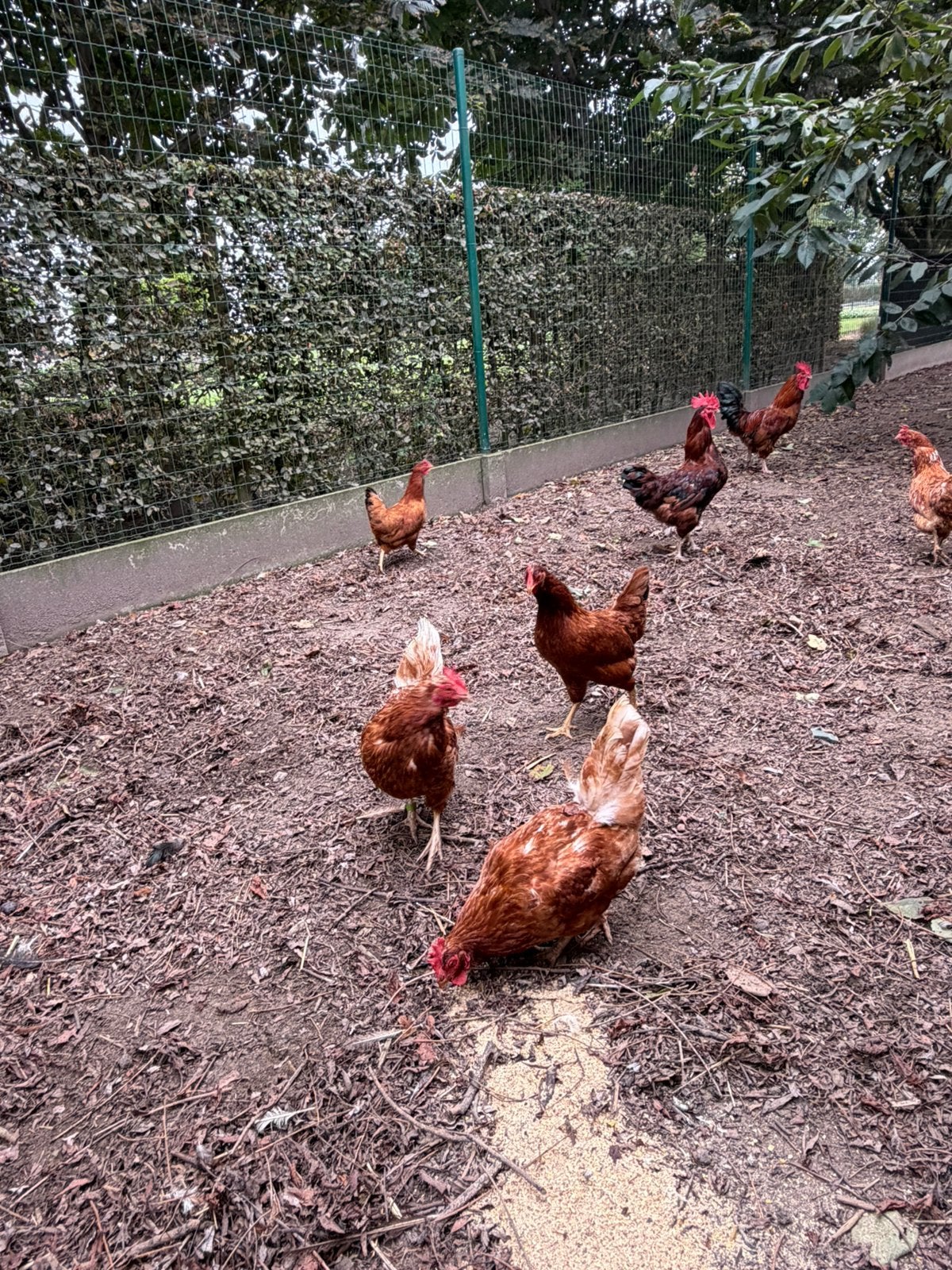Legkippen, Dieren en Toebehoren, Vrouwelijk, Kip