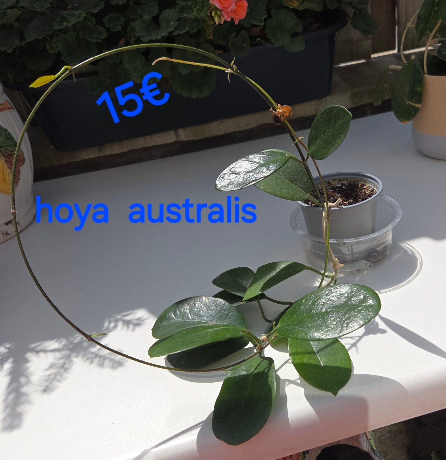 Hoya, Envoi