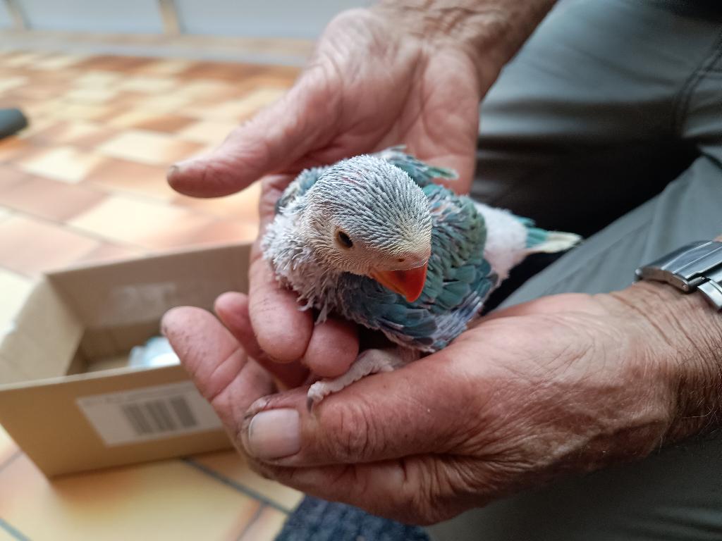 Babyhalsbandparkieten, Dieren en Toebehoren, Vogels | Parkieten en Papegaaien, Meerdere dieren, Parkiet, Geringd
