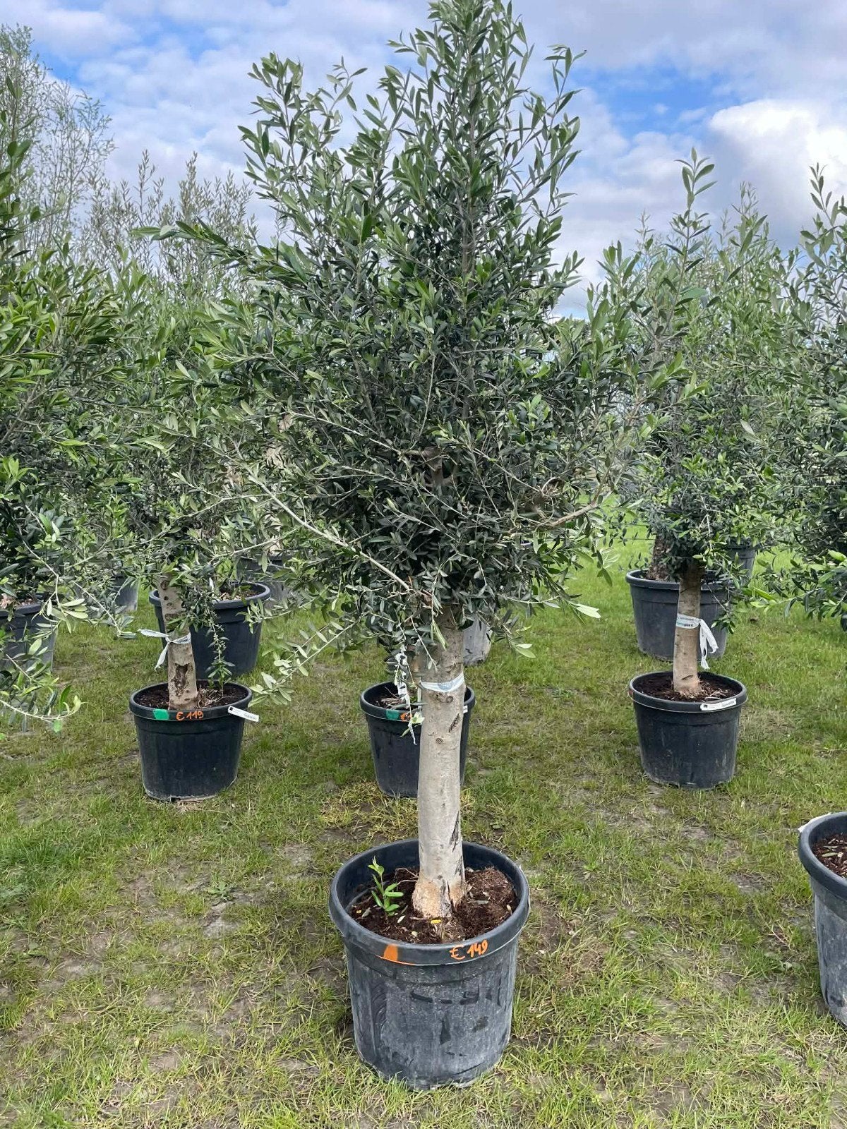 ‼️olijfbomen olea europaea aan onklopbare prijzen ‼️, Enlèvement