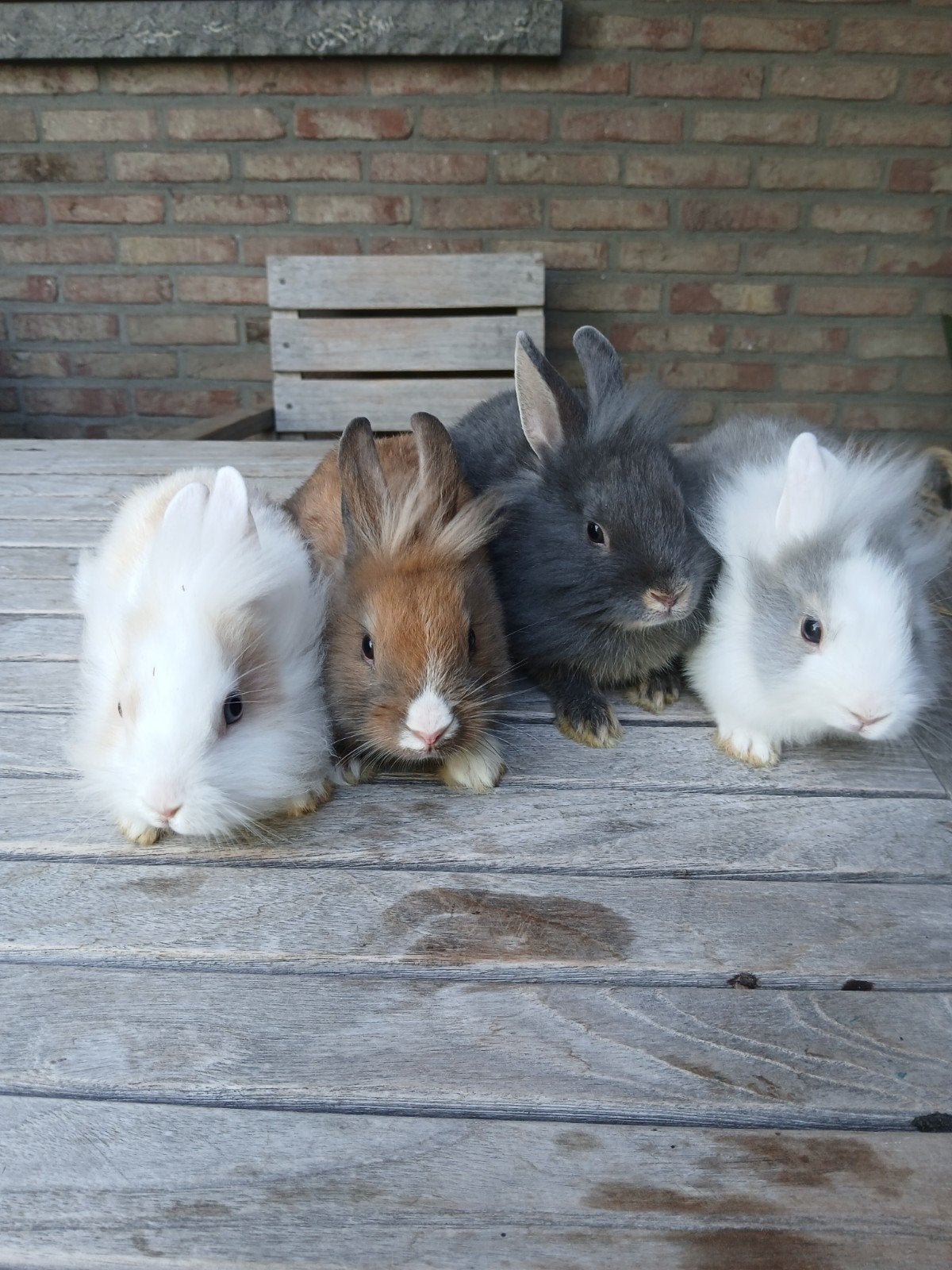 Dwergkonijntjes