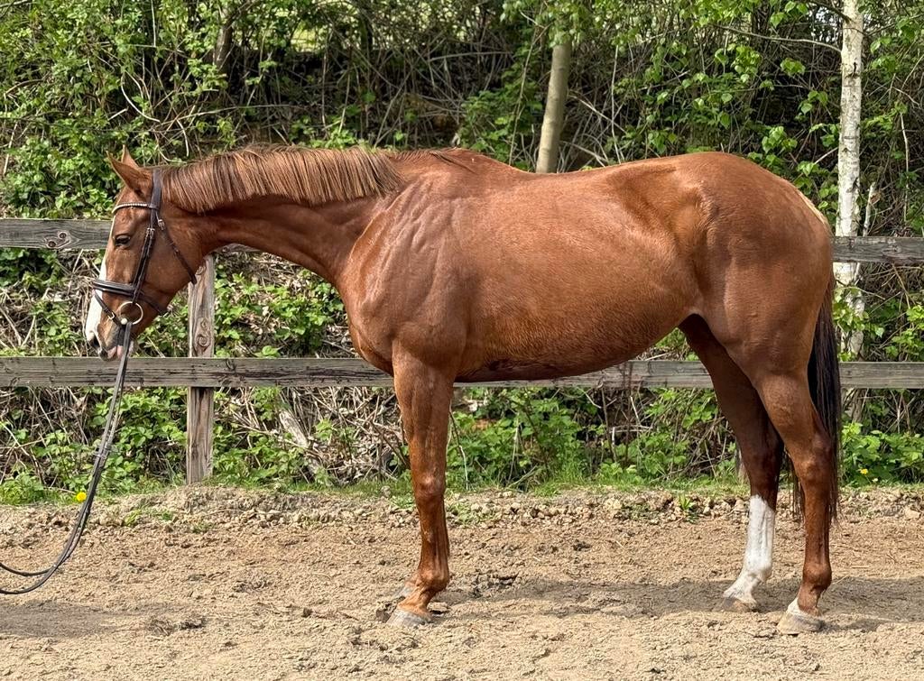 Super lieve 10 jarige merrie, Merrie