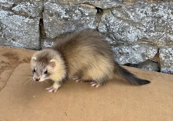 Plusieurs jeunes furets males et femelles, Animaux & Accessoires, Furet, Domestique, Plusieurs animaux, Mai