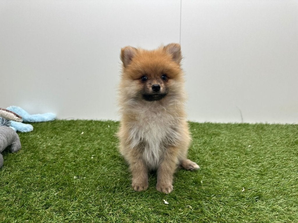 Pomeriaan pups, Dieren en Toebehoren, België, Keeshond, Reu, 8 tot 15 weken