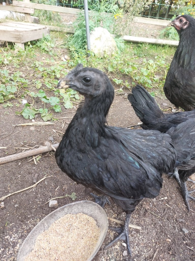 Jonge ayam cemani haan, Mâle, Poule ou poulet
