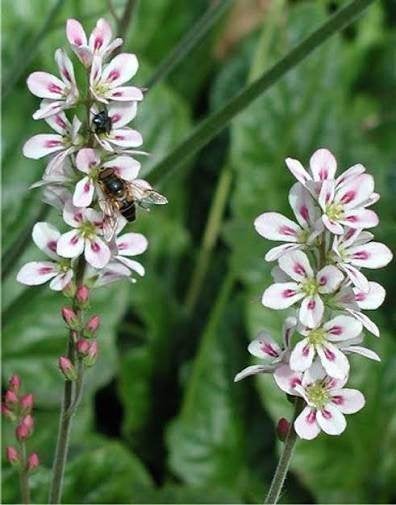 Francoa sonchifolia 'Alba', Ophalen, Zomer, Vaste plant, Halfschaduw